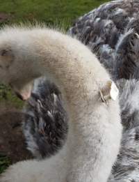 Ostrich with identification tag through nape of neck. - Captured at Zoodoo Zoo, Tea Tree TAS Australia.