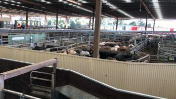 Pakenham Saleyards (Victorian Livestock Exchange) - Captured at Victorian Livestock Exchange - Pakenham, Pakenham VIC Australia.