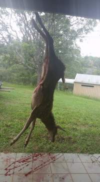 Wild Deer Hunting in SE Australia
