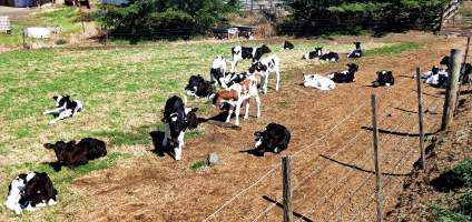 Calves - One of two fields of 30 calves each. - Captured at Bream Creek Road, Bream Creek TAS.