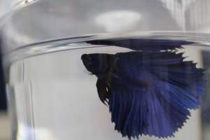 Fish - These are images I took while visiting different Petcos, Petsmarts, and even Walmarts across Northern Jersey. (Tagged address is only one of the locations visited) - Captured at Petco.