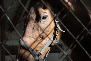Horses - Pictures I took at Watchung Stables. Half of the horses are kept in very small and cramped stalls during the day while being used for riding, along with horses having bad backs due to excessive ridding all their lives. - Captured at Watchung Stables, Mountainside NJ United States.