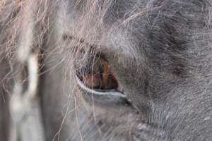 Horses - Pictures I took at Watchung Stables. Half of the horses are kept in very small and cramped stalls during the day while being used for riding, along with horses having bad backs due to excessive ridding all their lives. - Captured at Watchung Stables, Mountainside NJ United States.