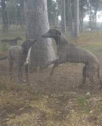 Greyhound breeders - Backyard greyhound dog breeders for the greyhound racing industry. Suspicious fire took place on property Jan 2019, some dogs perished. Dogs are living outside in tin sheds in dirt paddock runs. - Captured at King Street, Coonamble NSW.