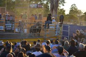 Xtreme Bulls Rodeo - Penrith - Captured at Penrith NSW.