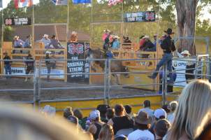 Xtreme Bulls Rodeo - Penrith - A bull jumps into a barrier in an effort to rid himself of the man clinging to his back. - Captured at Penrith NSW.