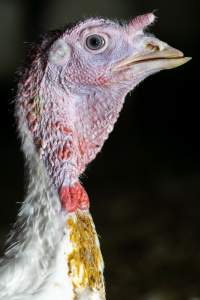 Turkey Portrait - Captured at Toralbo - Ingham Turkey Farm, Marulan NSW Australia.