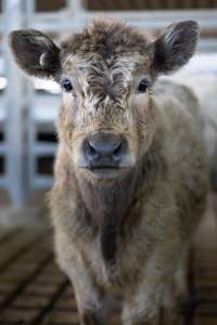 Calf at the Saleyards - Captured at South Australian Livestock Exchange, Dublin SA Australia.