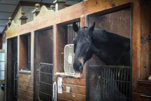 Essex Equestrian Center - A study shows horses highly prefer human interaction over ridding, this kind heart was popping out to say hello! Sadly, in a very small stall too.. - Captured at Essex Equestrian Center/Rocking Horse Rehab, West Orange NJ United States.