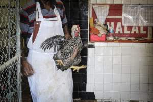 Sha Live Poultry - Images taken at Sha Live Poultry, located in Newark, New Jersey. - Captured at Sha Live Poultry & Meat Market, Belleville NJ United States.