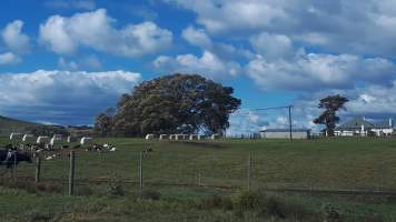 Chitticks farm, Rose Valley - Dairy and veal - Captured at Unknown Dairy, Rose Valley NSW Australia.