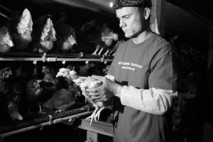 open rescue of chicken from 