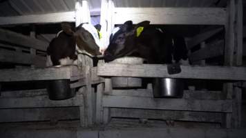 Calves isolated in hutches - Captured at Land O'Lakes/Zonneveld Dairy Farms, Laton CA United States.