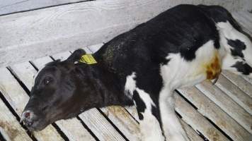 dead calf in hutch - Captured at Land O'Lakes/Zonneveld Dairy Farms, Laton CA United States.