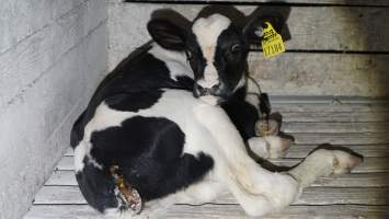 sick calf in hutch - Captured at Land O'Lakes/Zonneveld Dairy Farms, Laton CA United States.