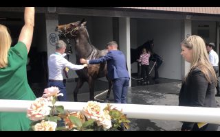 2-year old horse is terrified in the washbay - Captured at Flemington Racecourse, Kensington VIC Australia.
