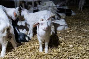 Female baby goats after disbudding - Captured at Lochaber Goat Dairy, Meredith VIC Australia.