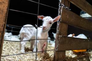 Doe goat kid in sick pen. - Captured at Lochaber Goat Dairy, Meredith VIC Australia.