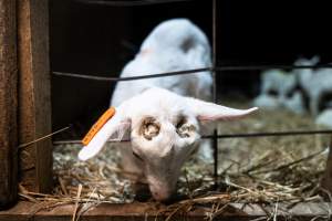 Doe goat kid with burn head. - Captured at Lochaber Goat Dairy, Meredith VIC Australia.
