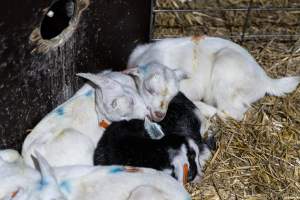 Sleeping doe kids in sick pen - Captured at Lochaber Goat Dairy, Meredith VIC Australia.