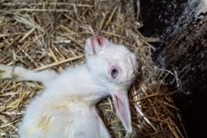 Sick doe kid - Captured at Lochaber Goat Dairy, Meredith VIC Australia.