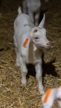 Doe goat kid - Captured at Lochaber Goat Dairy, Meredith VIC Australia.