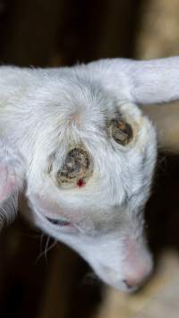Doe kid burn head with fresh blood - Captured at Lochaber Goat Dairy, Meredith VIC Australia.