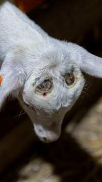 Bleeding head of doe kid - Captured at Lochaber Goat Dairy, Meredith VIC Australia.