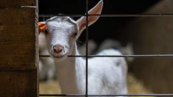 Doe kid - Captured at Lochaber Goat Dairy, Meredith VIC Australia.