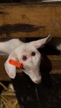 Doe kid with burnt head - Captured at Lochaber Goat Dairy, Meredith VIC Australia.