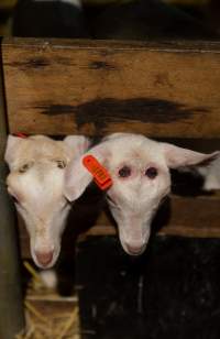 Doe kid with burnt head - Captured at Lochaber Goat Dairy, Meredith VIC Australia.