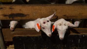Doe kids with burnt heads - Captured at Lochaber Goat Dairy, Meredith VIC Australia.