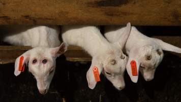 Doe kids with burnt heads - Captured at Lochaber Goat Dairy, Meredith VIC Australia.