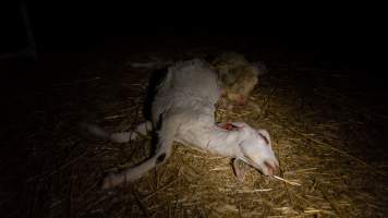 Dead does - Captured at Lochaber Goat Dairy, Meredith VIC Australia.
