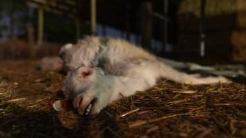 Dead doe. - Captured at Lochaber Goat Dairy, Meredith VIC Australia.