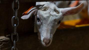 Doe kid in nursery - Captured at Lochaber Goat Dairy, Meredith VIC Australia.