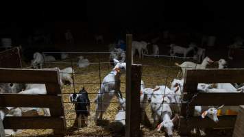 Doe kids in nursery - Captured at Lochaber Goat Dairy, Meredith VIC Australia.