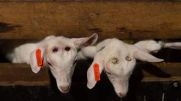 Doe  kids with burnt heads - Captured at Lochaber Goat Dairy, Meredith VIC Australia.