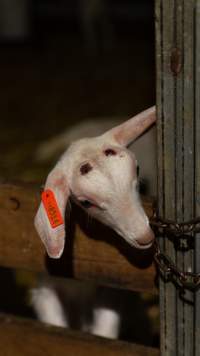 Doe kid - Captured at Lochaber Goat Dairy, Meredith VIC Australia.