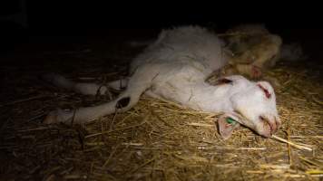 Dead doe - Captured at Lochaber Goat Dairy, Meredith VIC Australia.