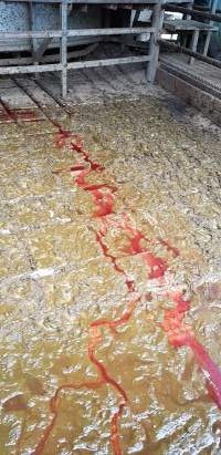 Bloody floor - Captured at Western Sydney Meat Worx (formerly Picton Meatworx), Picton NSW Australia.