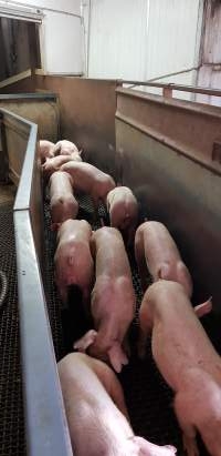 Piglets in race - Captured at Picton Meatworx (Wollondilly Abattoir), Picton NSW Australia.