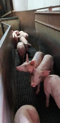 Piglets in race - Captured at Picton Meatworx (Wollondilly Abattoir), Picton NSW Australia.