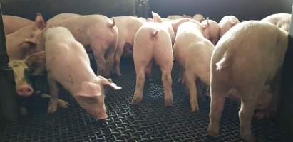Piglets in race or holding pen - Captured at Picton Meatworx (Wollondilly Abattoir), Picton NSW Australia.