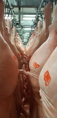 Pig carcasses in chiller room - Captured at Picton Meatworx (Wollondilly Abattoir), Picton NSW Australia.