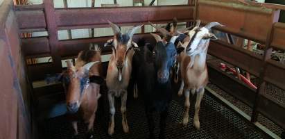 Goats in holding pen - Captured at Picton Meatworx (Wollondilly Abattoir), Picton NSW Australia.