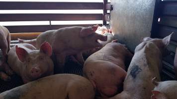 Pigs in holding pen - Captured at Picton Meatworx (Wollondilly Abattoir), Picton NSW Australia.