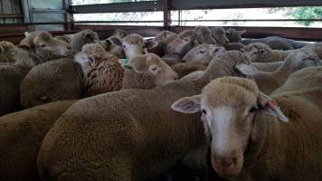 Sheep in holding pen - Captured at Picton Meatworx (Wollondilly Abattoir), Picton NSW Australia.