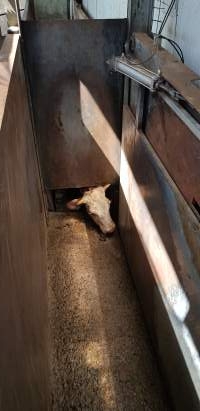 Cow looking under door into knockbox - Captured at Picton Meatworx (Wollondilly Abattoir), Picton NSW Australia.