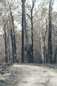 Aftermath of Victorian Bushfires 2019-20 - Photo by Kelsey Hannah - Captured at Bairnsdale VIC.